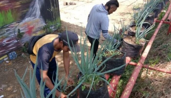 Gerakan Pangan, Pekarangan Jadi Lahan Menanam