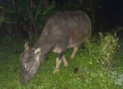 Ronda Malam Gagalkan Pencurian Kerbau di Sodonghilir