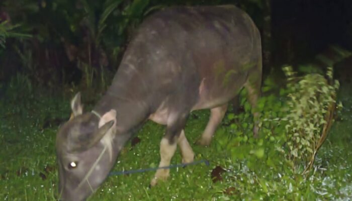 Ronda Malam Gagalkan Pencurian Kerbau di Sodonghilir