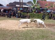 Ngadu Domba, Halalbihalal Pecinta Domba Adu di Cigalontang