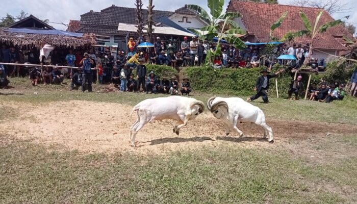 Ngadu Domba, Halalbihalal Pecinta Domba Adu di Cigalontang
