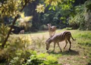 Kebun Binatang Bandung, Sulhan: Putusan Kasasi MA Belum Keluar, Pemkot Bandung Agar Menahan Diri