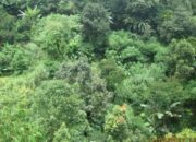 JABAR: Dengan i-tree, Data Vegetasi satu Kawasan Hutan Teridentifikasi