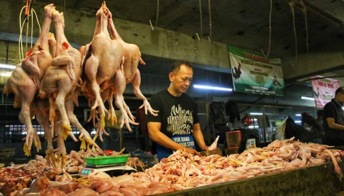 Daging Ayam Mahal Imbas Harga Pakan Naik, Permintaan Tinggi