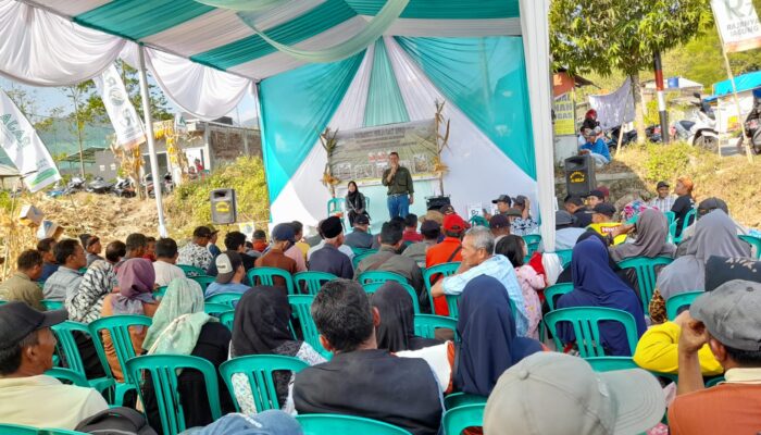 MAJALENGKA: Varietas R7 Bikin Petani Jagung Sumringah, Taklukan Hama Mematikan