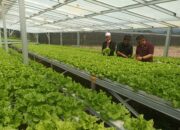 Pemberdayaan Desa Berdikari Tanjungpura Rajapolah, Sehari Hasilkan Rp 3 Juta