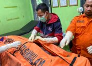 Seorang Kakek Ditemukan di Atas Pohon Kelapa Setinggi 17 Meter