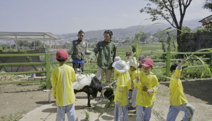 SERU, Tangkap Ikan dan Domba di Sein Farm