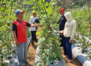 AQUA Caringin bareng Petani, Budidaya Tanaman Produktif di Lereng Gunung Gede Pangrango