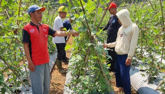 AQUA Caringin bareng Petani, Budidaya Tanaman Produktif di Lereng Gunung Gede Pangrango