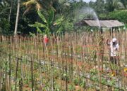 Siasati Kemarau, Petani di Purbaratu Pasang Paralon Sepanjang 1,5 km