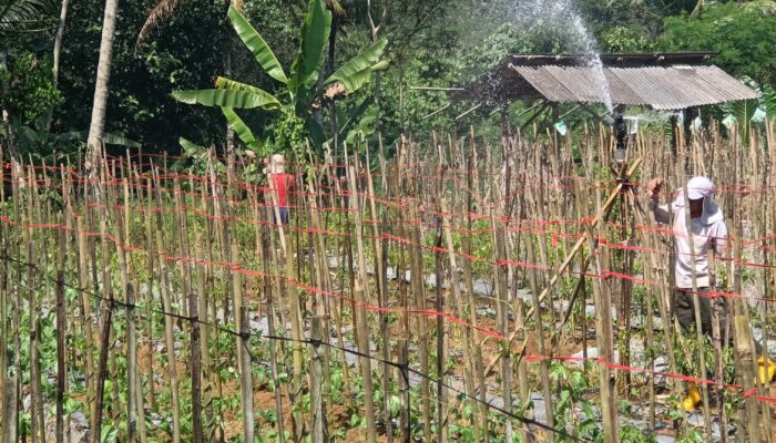 Siasati Kemarau, Petani di Purbaratu Pasang Paralon Sepanjang 1,5 km