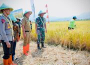 Panen Raya Kelompok Tani Mekarwangi Wilayah Kodam III Siliwangi