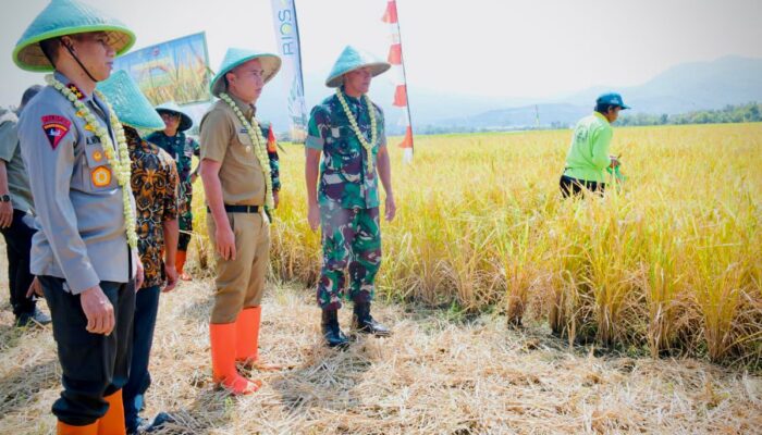 Panen Raya Kelompok Tani Mekarwangi Wilayah Kodam III Siliwangi