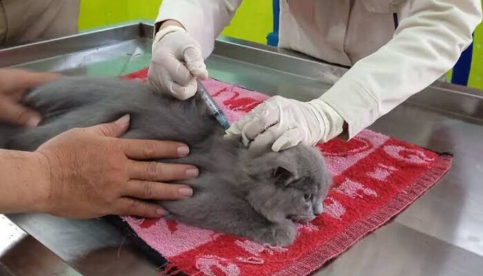 Gratis, Vaksinasi Rabies pada Hewan Peliharaan di Kabupaten Tasik