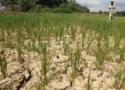 Ratusan Hektare Sawah di Kabupaten Tasikmalaya Waspada Kekeringan
