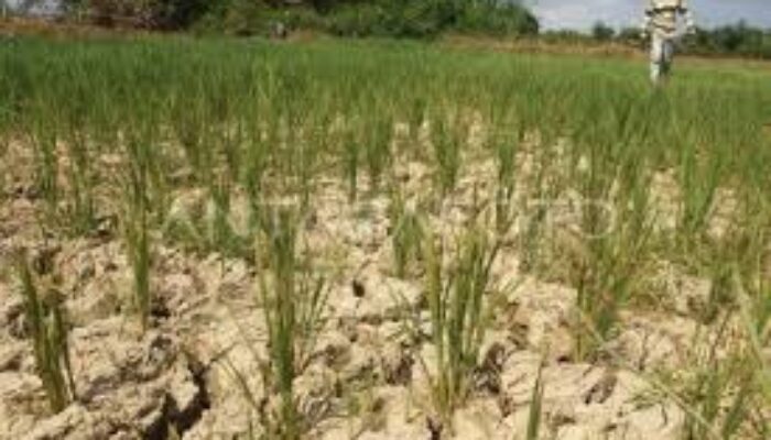 Kekeringan Bukan Penyebab Tingginya Harga Beras di Kabupaten Tasikmalaya