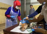 Vaksin Rabies Gratis di Kantor Dinas Ketahanan Pangan dan Pertanian Kota Bandung
