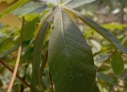 Daun Singkong: Kadar Kolesterol Anjlok, Ada Belasan Manfaat Lainnya