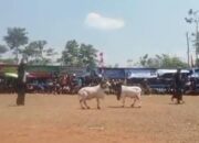 Dongkrak Potensi Peternak, HPDKI Rancakalong Gelar Ketangkasan Domba