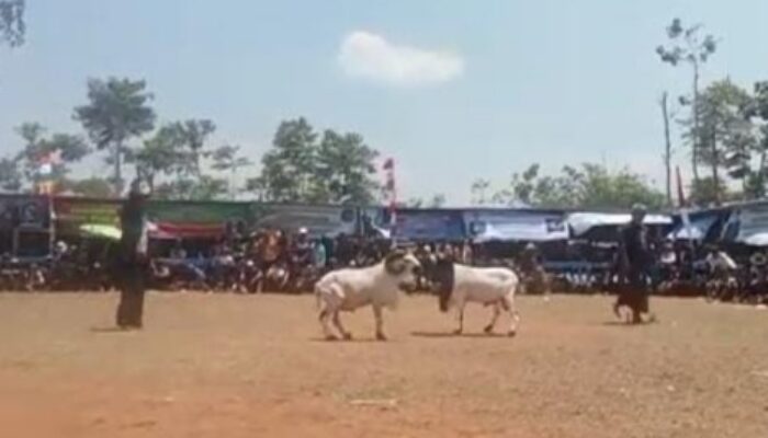 Dongkrak Potensi Peternak, HPDKI Rancakalong Gelar Ketangkasan Domba