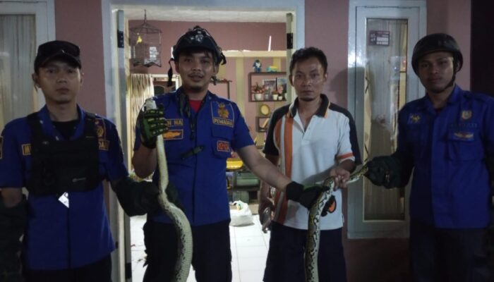 Ular Masuk ke Pemukiman Warga, Damkar Bertindak