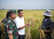 Budi Daya Padi Teknologi Salibu Tingkatkan Produktivitas Pertanian