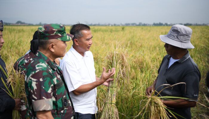 Budi Daya Padi Teknologi Salibu Tingkatkan Produktivitas Pertanian