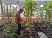 Halaman Kantor Kecamatan Cigalontang Makin Hijau dan Berbuah