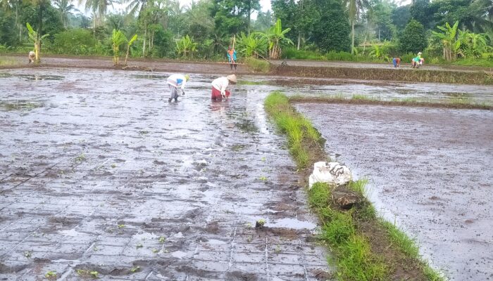 Hujan Datang, Petani Kembali Mulai Menanam Padi
