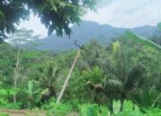 Tiang Listrik ‘Doyong’, Warga Tak Berani Garap Sawah