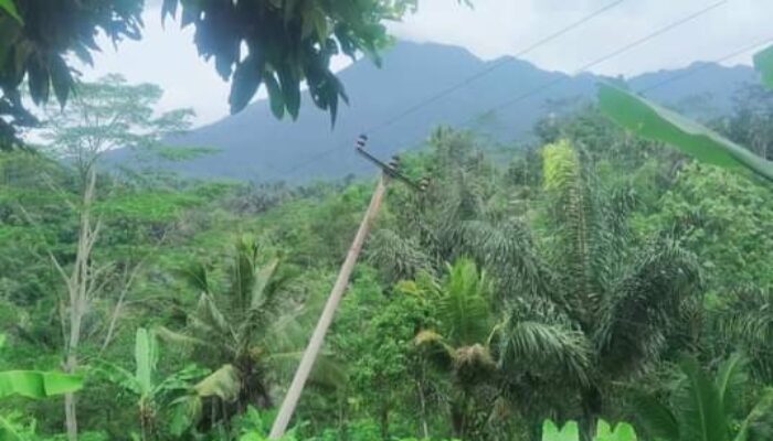 Tiang Listrik ‘Doyong’, Warga Tak Berani Garap Sawah
