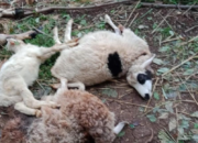 Ternyata, Inilah Penyebab Kematian Enam Domba di Pamijahan