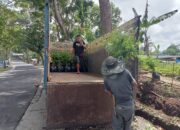 Musim Hujan, Berkah Bagi Pedagang Bibit Pohon