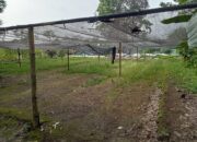 Ribuan Bibit Pohon Ludes Diborong PPK