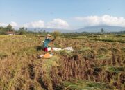 Gacong Solusi Atasi Kenaikan Harga Beras