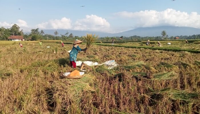Gacong Solusi Atasi Kenaikan Harga Beras