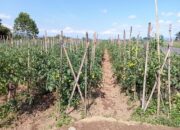 Petani Tomat di Cigalontang Diprediksi Untung Besar
