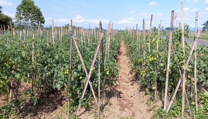 Petani Tomat di Cigalontang Diprediksi Untung Besar