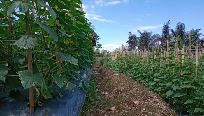 Harga Mentimun Cuma Rp 500 Per Kilo, Petani Kelabakan