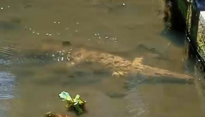Buaya Berbobot 20 Kg di Kolam Ikan Bikin Kaget Warga Padakembang