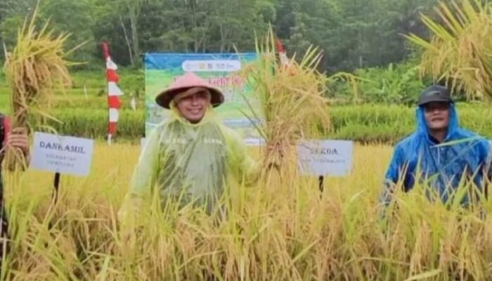 Panen Padi Organik, Sekda Kabupaten Tasik Puji Petani Cipatujah