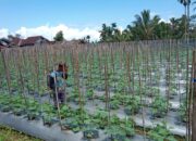 Harga Mentimun Anjlok, Sebagian Petani Malah Mulai Menanam