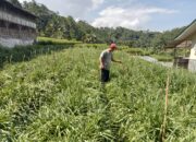 Salawu Jadi Pemasok Bunga Sedap Malam ke Jakarta