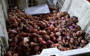 Harga Bawang Merah