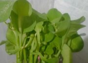 5 Manfaat Genjer, Salah Satunya Sumber Energi