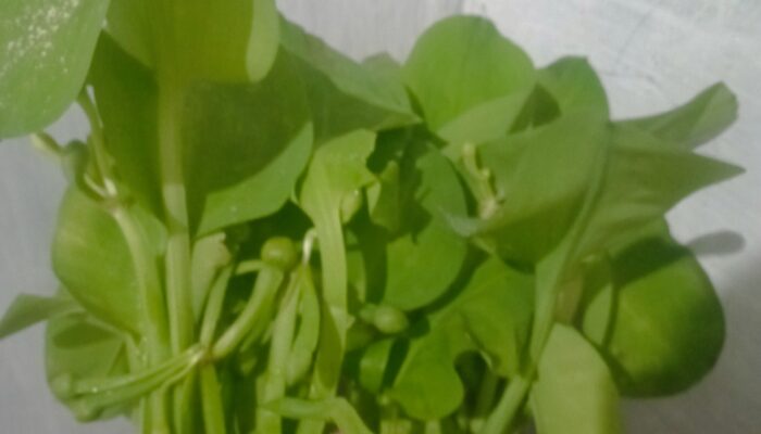 5 Manfaat Genjer, Salah Satunya Sumber Energi