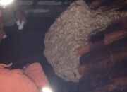 Tawon Vespa Bikin Panik di Sebuah Pesantren Wilayah Padakembang