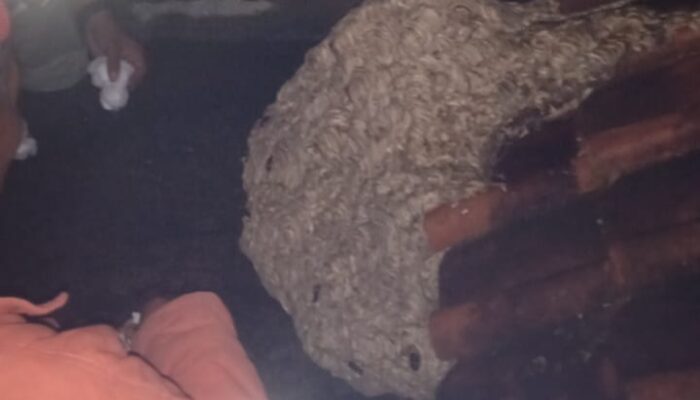 Tawon Vespa Bikin Panik di Sebuah Pesantren Wilayah Padakembang