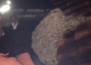 Tawon Vespa Mengamuk di Pesantren, Enam Santri Tersengat